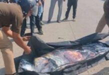 उत्तर प्रदेश: आगरा-कानपुर हाईवे पर ट्रक ने बाइक सवार दंपति को कुचला, पति की दर्दनाक मौत