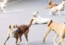 गोंडा के धानेपुर में आवारा कुत्तों का खौफनाक हमला: 6 वर्षीय मासूम बालिका की दर्दनाक मौत