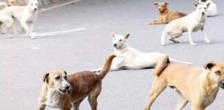 गोंडा के धानेपुर में आवारा कुत्तों का खौफनाक हमला: 6 वर्षीय मासूम बालिका की दर्दनाक मौत