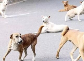 गोंडा के धानेपुर में आवारा कुत्तों का खौफनाक हमला: 6 वर्षीय मासूम बालिका की दर्दनाक मौत