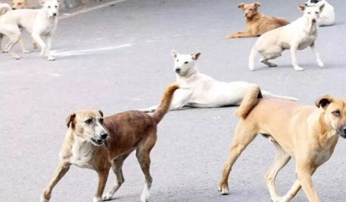 Untitled design - 2026-02-14T174848.384