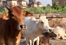 मथुरा में स्थापित होगा देश का पहला राष्ट्रीय गौ संस्कृति संग्रहालय, गौ नस्लों के डिजिटल एवं प्रतीकात्मक मॉडल किए जाएंगे प्रदर्शित