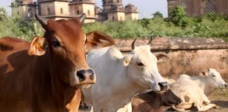 मथुरा में स्थापित होगा देश का पहला राष्ट्रीय गौ संस्कृति संग्रहालय, गौ नस्लों के डिजिटल एवं प्रतीकात्मक मॉडल किए जाएंगे प्रदर्शित