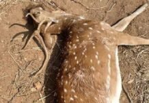 हापुड़: सिंभावली क्षेत्र के भगवानपुर गांव में शिकारियों ने हिरण का शिकार किया, घायल हिरण की उपचार के दौरान मौत; तस्करी की आशंका