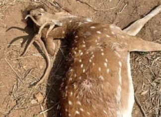 हापुड़: सिंभावली क्षेत्र के भगवानपुर गांव में शिकारियों ने हिरण का शिकार किया, घायल हिरण की उपचार के दौरान मौत; तस्करी की आशंका