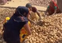 एशिया की सबसे बड़ी आलू मंडी सातनपुर में किसानों की मुश्किलें बढ़ीं, भाव 450-500 रुपये प्रति क्विंटल तक गिरे, लागत निकालना भी हुआ दूभर