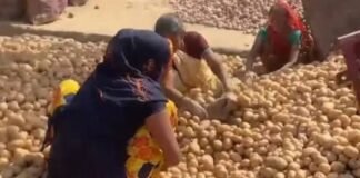 एशिया की सबसे बड़ी आलू मंडी सातनपुर में किसानों की मुश्किलें बढ़ीं, भाव 450-500 रुपये प्रति क्विंटल तक गिरे, लागत निकालना भी हुआ दूभर