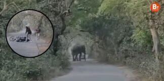 UP में टस्कर हाथी का आतंक, अचानक बाइक के सामने आया गजराज, बाल-बाल बचे सवार!