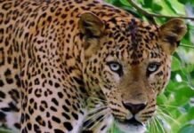 मुरादाबाद: घर में घुस आए तेंदुए ने मचाई दहशत,पीलीभीत टाइगर रिजर्व की टीम 3 घंटे से पकड़ने में जुटी