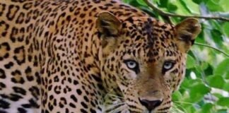 मुरादाबाद: घर में घुस आए तेंदुए ने मचाई दहशत,पीलीभीत टाइगर रिजर्व की टीम 3 घंटे से पकड़ने में जुटी