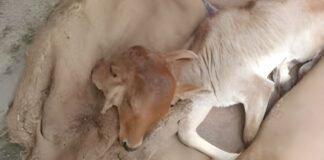 UP: गाय ने जन्म दी पांच पैर और दो मुंह वाली बछिया, चढ़ावा चढ़ाने की मची होड़