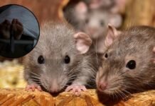 कमर में छेद, दोनों हाथ कुतरे… मिर्जापुर सरकारी मंडलीय अस्पताल के मोर्चरी में रखे शव को चूहों ने बेहरमी से कुतरा