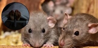 कमर में छेद, दोनों हाथ कुतरे… मिर्जापुर सरकारी मंडलीय अस्पताल के मोर्चरी में रखे शव को चूहों ने बेहरमी से कुतरा