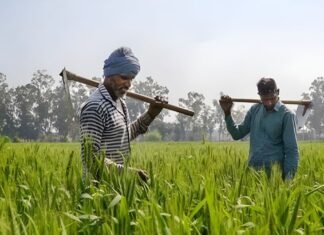 किसानों के हितों के साथ कोई समझौता नहीं…बेमौसम बारिश को लेकर CM योगी की बड़ी पहल, जिलाधिकारियों को फील्ड में उतरने का आदेश