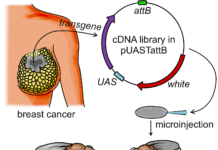 ड्रोसोफिला से लेकर ट्रिपल नेगेटिव ब्रेस्ट कैंसर तक : प्राणी विज्ञान विभाग के शोध को मिली नई उड़ान, UPHED से 12 लाख रुपये का अनुदान