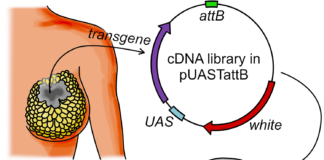 ड्रोसोफिला से लेकर ट्रिपल नेगेटिव ब्रेस्ट कैंसर तक : प्राणी विज्ञान विभाग के शोध को मिली नई उड़ान, UPHED से 12 लाख रुपये का अनुदान