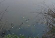 नोएडा में लापरवाही का शिकार हुआ छात्र: सेक्टर-94 के पानी भरे गड्ढे में डूबकर अमिटी यूनिवर्सिटी के 23 वर्षीय हर्षित भट्ट की मौत, 4 दोस्त नहाने उतरे थे; मां ने लगाया हत्या का आरोप