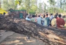 रायबरेली में कुदरत का कहर: मवेशियों को खोल रहे अधेड़ पर गिरा विशालकाय नीम का पेड़, मौके पर ही दर्दनाक मौत
