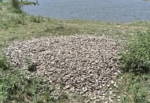 तस्कर पकड़े, फिर ‘सेटिंग’ कर छोड़ दिए! हरदोई पुलिस पर लगा संगीन आरोप, मचा हड़कंप