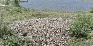 तस्कर पकड़े, फिर ‘सेटिंग’ कर छोड़ दिए! हरदोई पुलिस पर लगा संगीन आरोप, मचा हड़कंप