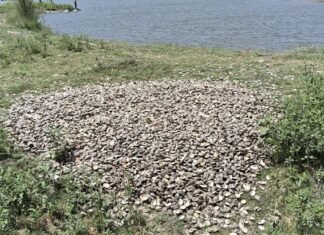 तस्कर पकड़े, फिर ‘सेटिंग’ कर छोड़ दिए! हरदोई पुलिस पर लगा संगीन आरोप, मचा हड़कंप