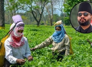 बालेन शाह को भारत का तगड़ा झटका! चाय कारोबार पर संकट, 1 मई से ये नया नियम होगा लागू