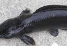 प्रतिबंधित थाई मांगुर मछली की बिक्री जारी, प्रशासन करेगा सख्त कार्रवाई