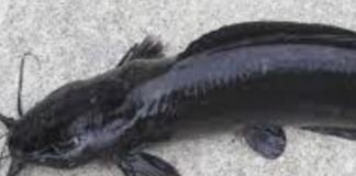 प्रतिबंधित थाई मांगुर मछली की बिक्री जारी, प्रशासन करेगा सख्त कार्रवाई