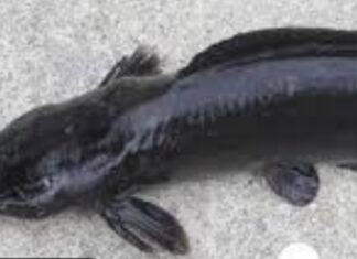 प्रतिबंधित थाई मांगुर मछली की बिक्री जारी, प्रशासन करेगा सख्त कार्रवाई