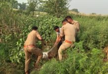 बलिया में अवैध शराब माफियाओं पर पुलिस का बड़ा एक्शन, 3000 लीटर लहन और 25 भट्टियां ध्वस्त