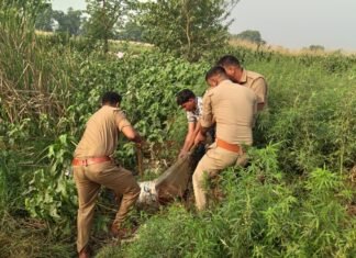 बलिया में अवैध शराब माफियाओं पर पुलिस का बड़ा एक्शन, 3000 लीटर लहन और 25 भट्टियां ध्वस्त