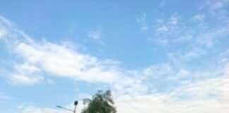 चंदौली में आवारा पशु से बाइक दुर्घटना, महिला की मौत, भाई गंभीर रूप से घायल