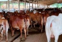 बरेली में गोशालाओं में अनियमितता पर सीडीओ सख्त, लापरवाही पर होगी एफआईआर, सीडीओ बोले- गोवंशों की सुरक्षा और देखभाल प्रशासन की प्राथमिकता है…