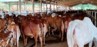 बरेली में गोशालाओं में अनियमितता पर सीडीओ सख्त, लापरवाही पर होगी एफआईआर, सीडीओ बोले- गोवंशों की सुरक्षा और देखभाल प्रशासन की प्राथमिकता है…