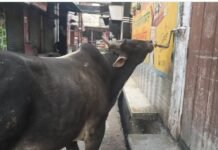 कायमगंज में भीषण गर्मी का कहर : 43°C के पार पारा, प्यास से बेहाल बेजुबान—नल से पानी पीने को मजबूर मवेशी