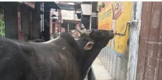 कायमगंज में भीषण गर्मी का कहर : 43°C के पार पारा, प्यास से बेहाल बेजुबान—नल से पानी पीने को मजबूर मवेशी