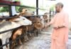 गोसेवा में रमे सीएम योगी, गोवंश को खिलाया गुड़
