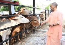 गोसेवा में रमे सीएम योगी, गोवंश को खिलाया गुड़