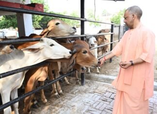 गोसेवा में रमे सीएम योगी, गोवंश को खिलाया गुड़