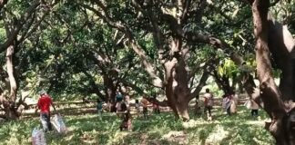 कायमगंज में आंधी-तूफान और मूसलाधार बारिश का कहर, किसानों की मेहनत पर फिरा पानी