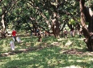 कायमगंज में आंधी-तूफान और मूसलाधार बारिश का कहर, किसानों की मेहनत पर फिरा पानी