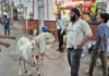 मुगलसराय में आकर्षण का केंद्र बना 160 किलो से ज्यादा वजनी बकरा, देखने उमड़ रही लोगों की भीड़