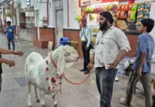 मुगलसराय में आकर्षण का केंद्र बना 160 किलो से ज्यादा वजनी बकरा, देखने उमड़ रही लोगों की भीड़