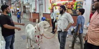 मुगलसराय में आकर्षण का केंद्र बना 160 किलो से ज्यादा वजनी बकरा, देखने उमड़ रही लोगों की भीड़