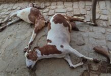 बकरियों को यूरिया खिलाकर मारने का आरोप, दो बकरियों की मौत से ग्रामीण में आक्रोश