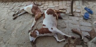 बकरियों को यूरिया खिलाकर मारने का आरोप, दो बकरियों की मौत से ग्रामीण में आक्रोश
