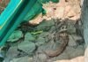 उत्तर प्रदेश : एक सप्ताह से कुएं में फंसे सियार को नहीं निकाल सकी वन विभाग की टीम, ग्रामीण बोले- अब भी कुएं में है; वन विभाग ने कहा- जंगल में छोड़ा