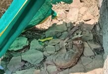 उत्तर प्रदेश : एक सप्ताह से कुएं में फंसे सियार को नहीं निकाल सकी वन विभाग की टीम, ग्रामीण बोले- अब भी कुएं में है; वन विभाग ने कहा- जंगल में छोड़ा
