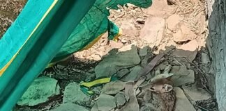 उत्तर प्रदेश : एक सप्ताह से कुएं में फंसे सियार को नहीं निकाल सकी वन विभाग की टीम, ग्रामीण बोले- अब भी कुएं में है; वन विभाग ने कहा- जंगल में छोड़ा