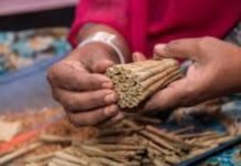 एम्स गोरखपुर का शोध उपलब्धि : बीड़ी सेवन और कैंसर जोखिम पर Lancet में प्रकाशित
